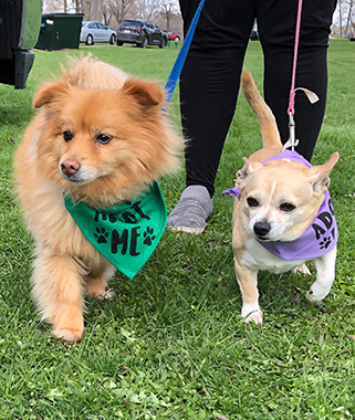 Two adoptable dogs on a walk