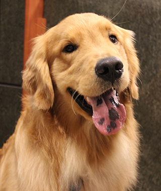 Close up of golden retriever dog