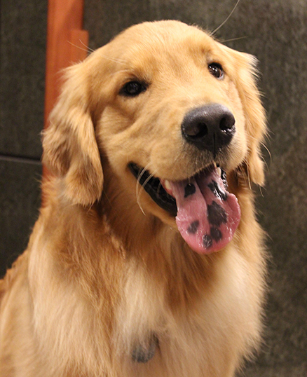 Close up of Ca$h the Dog mascot